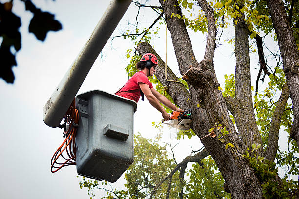 Best Firewood Processing and Delivery  in Lake Dunlap, TX